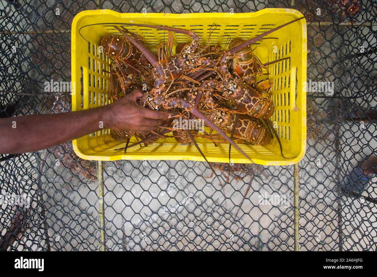 Un homme éjacule langouste fraîchement pêché durant la saison régulière pour l'exploitation du homard Homard LOS ROQUES AU VENEZUELA. Banque D'Images