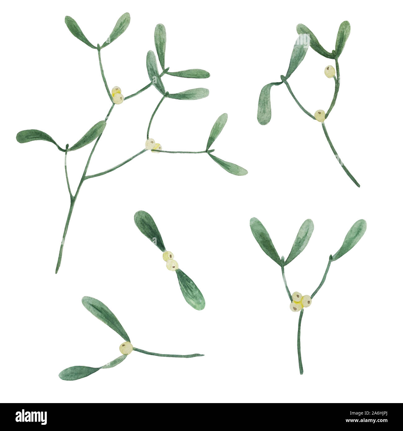 L'aquarelle à la main collection de branches de gui isolé sur fond blanc, pour les vacances de Noël, design illustration botanique Banque D'Images