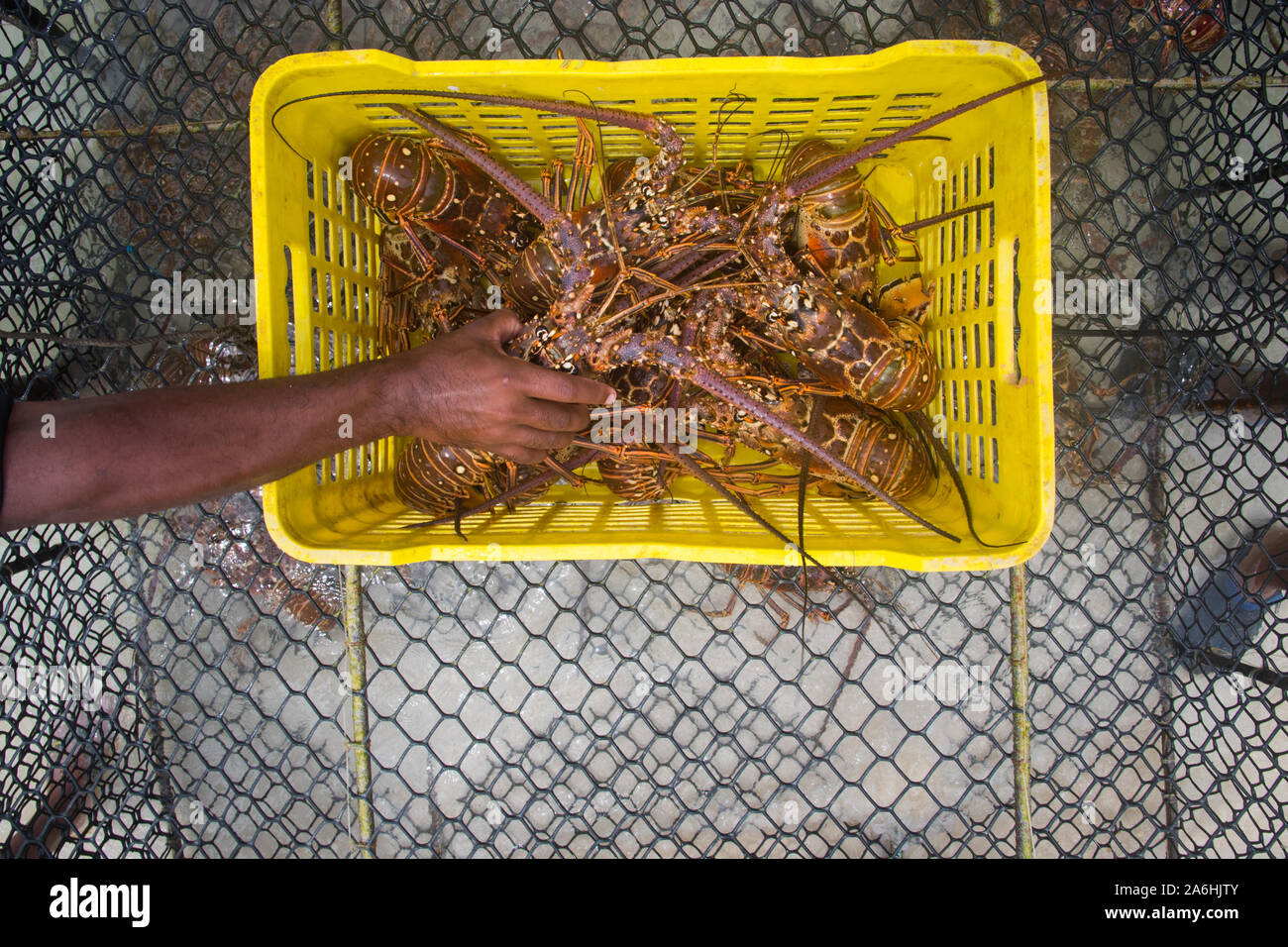 Un homme éjacule langouste fraîchement pêché durant la saison régulière pour l'exploitation du homard Homard Floride LOS ROQUES AU VENEZUELA. Banque D'Images