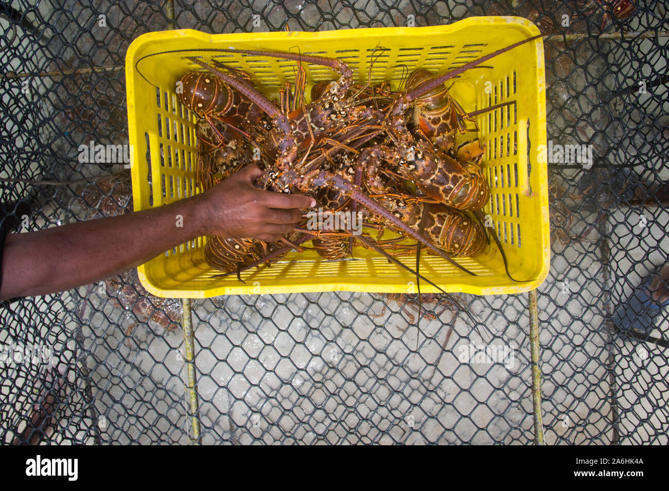 Un homme éjacule langouste fraîchement pêché durant la saison régulière pour l'exploitation du homard Homard Floride LOS ROQUES AU VENEZUELA. Banque D'Images
