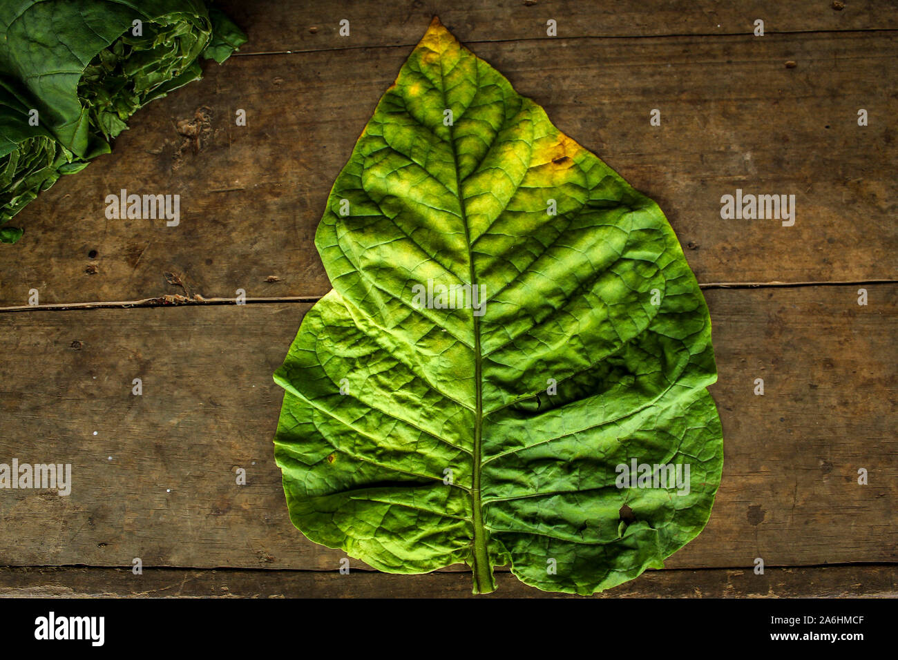 La feuille de tabac de bonne qualité après avoir été triés pour le séchage au soleil.Banyuresmi Sumedang, Village Regency est un village célèbre pour la production du tabac tabac sec, dans les 40 jours le village peut produire environ 1,7 tonnes de tabac qui 'mole' est livré à diverses régions de l'Ouest de Java et même exportées à l'étranger. Banque D'Images La feuille de tabac de bonne qualité après avoir été triés pour le séchage au soleil.Banyuresmi Sumedang, Village Regency est un village célèbre pour la production du tabac tabac sec, dans les 40 jours le village peut produire environ 1,7 tonnes de tabac qui 'mole' est livré à diverses régions de l'Ouest de Java et même exportées à l'étranger. Banque D'Images