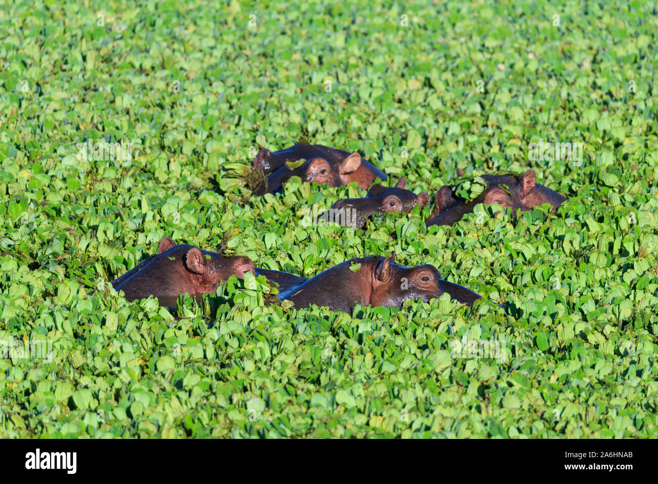 Hippopotame, Hippopotamus amphibus, groupe en étang recouvert d'eau, laitue, Masai Mara National Reserve, Kenya, Africa Banque D'Images