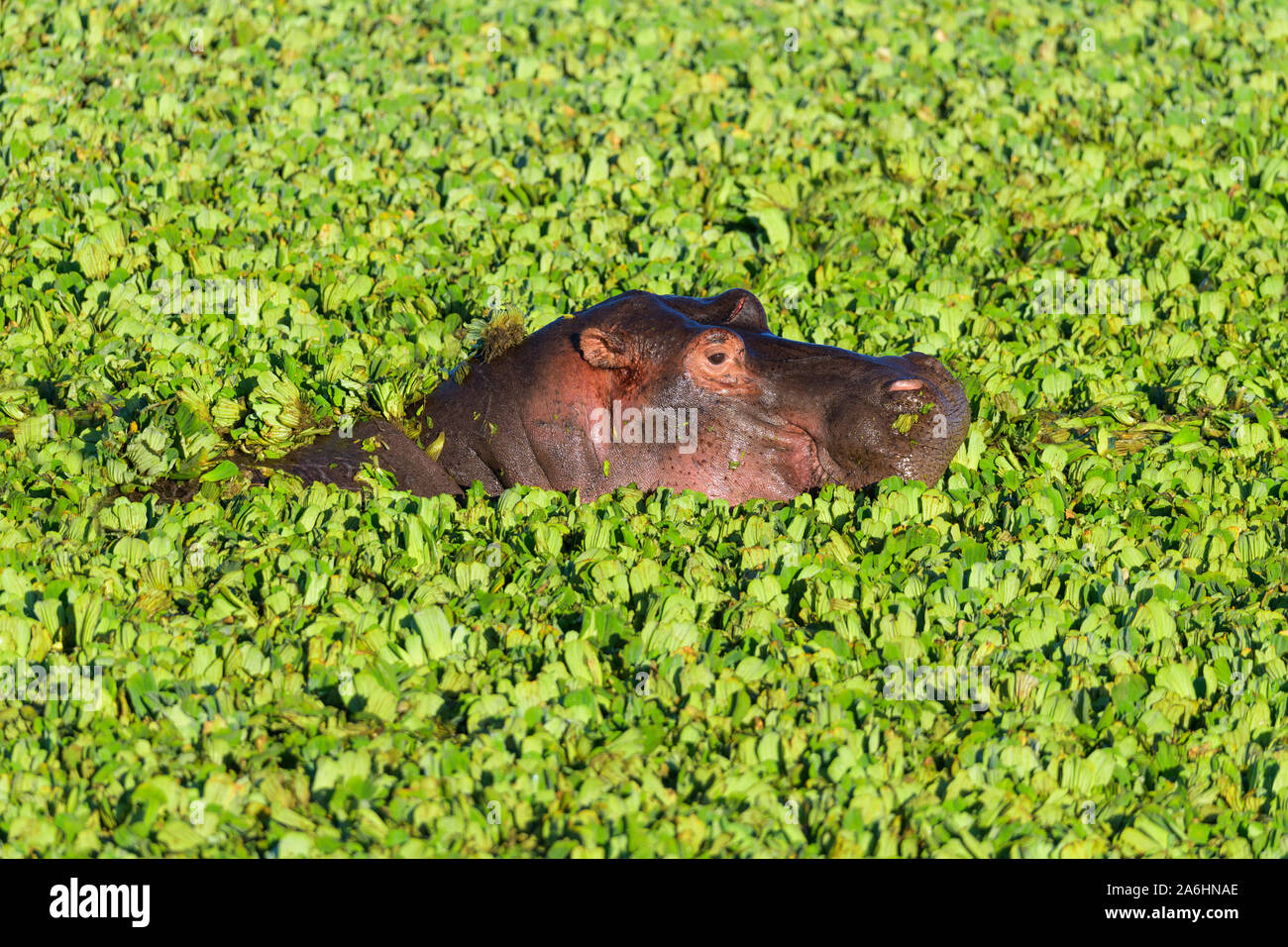 Hippopotame, Hippopotamus amphibus, dans l'étang recouvert d'eau, laitue, Masai Mara National Reserve, Kenya, Africa Banque D'Images