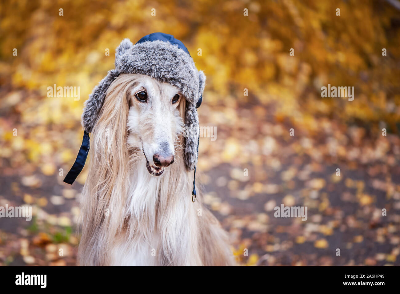 Chien, lévrier afghan dans un drôle de chapeau de fourrure, dans le  contexte de la forêt d'automne. Concept de vêtements pour animaux, mode  pour chiens Photo Stock - Alamy