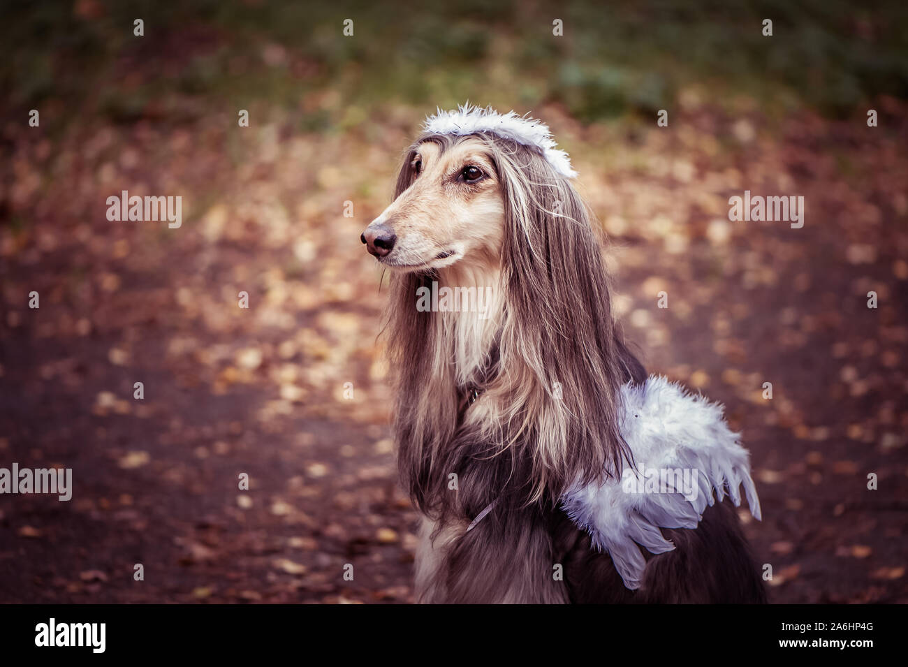Angel dog, portrait d