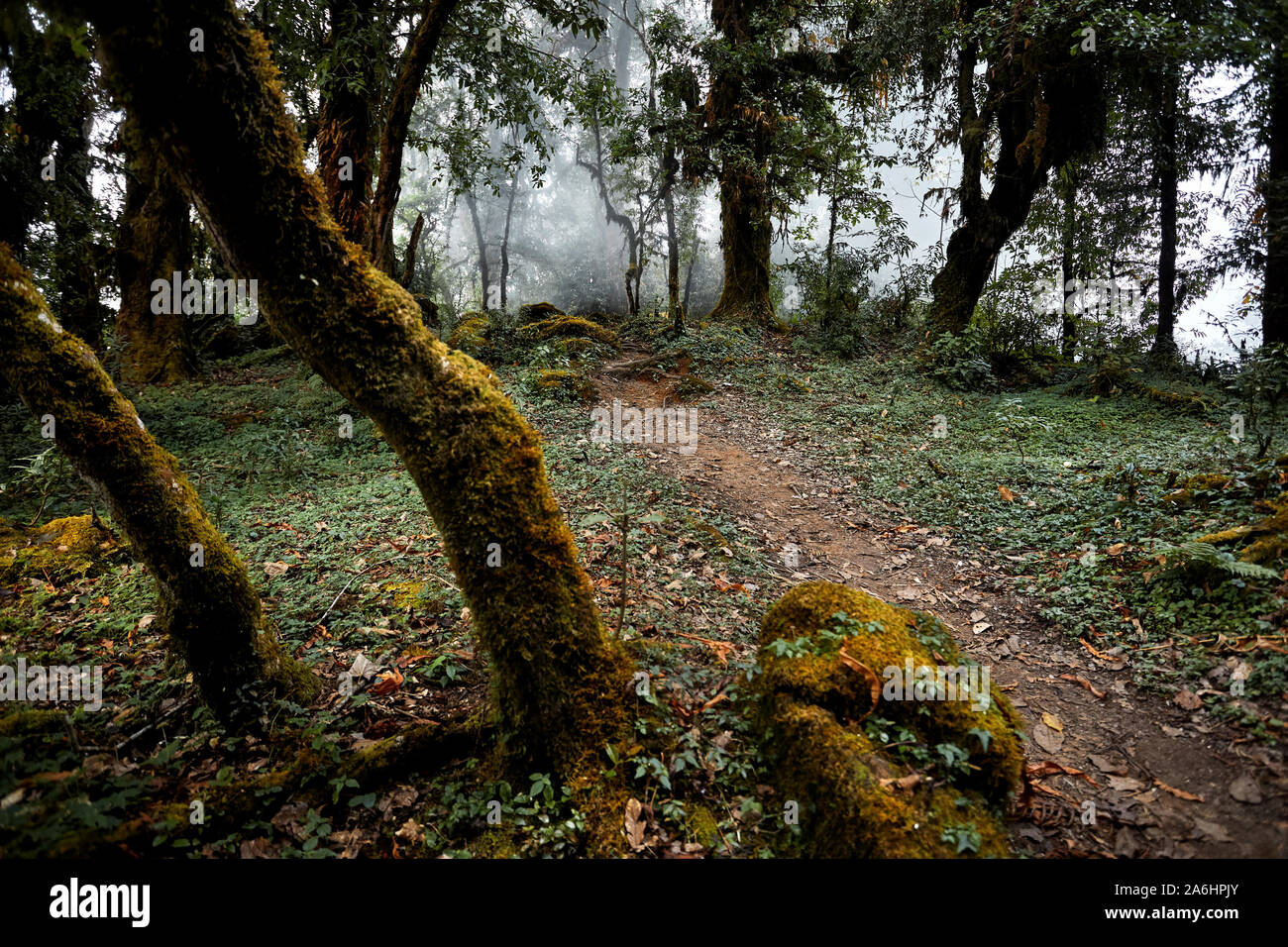 Magnifique paysage de hauts arbres des forêts subtropicales de l'Annapurna brumeux circuit trek au Népal Banque D'Images Magnifique paysage de hauts arbres des forêts subtropicales de l'Annapurna brumeux circuit trek au Népal Banque D'Images