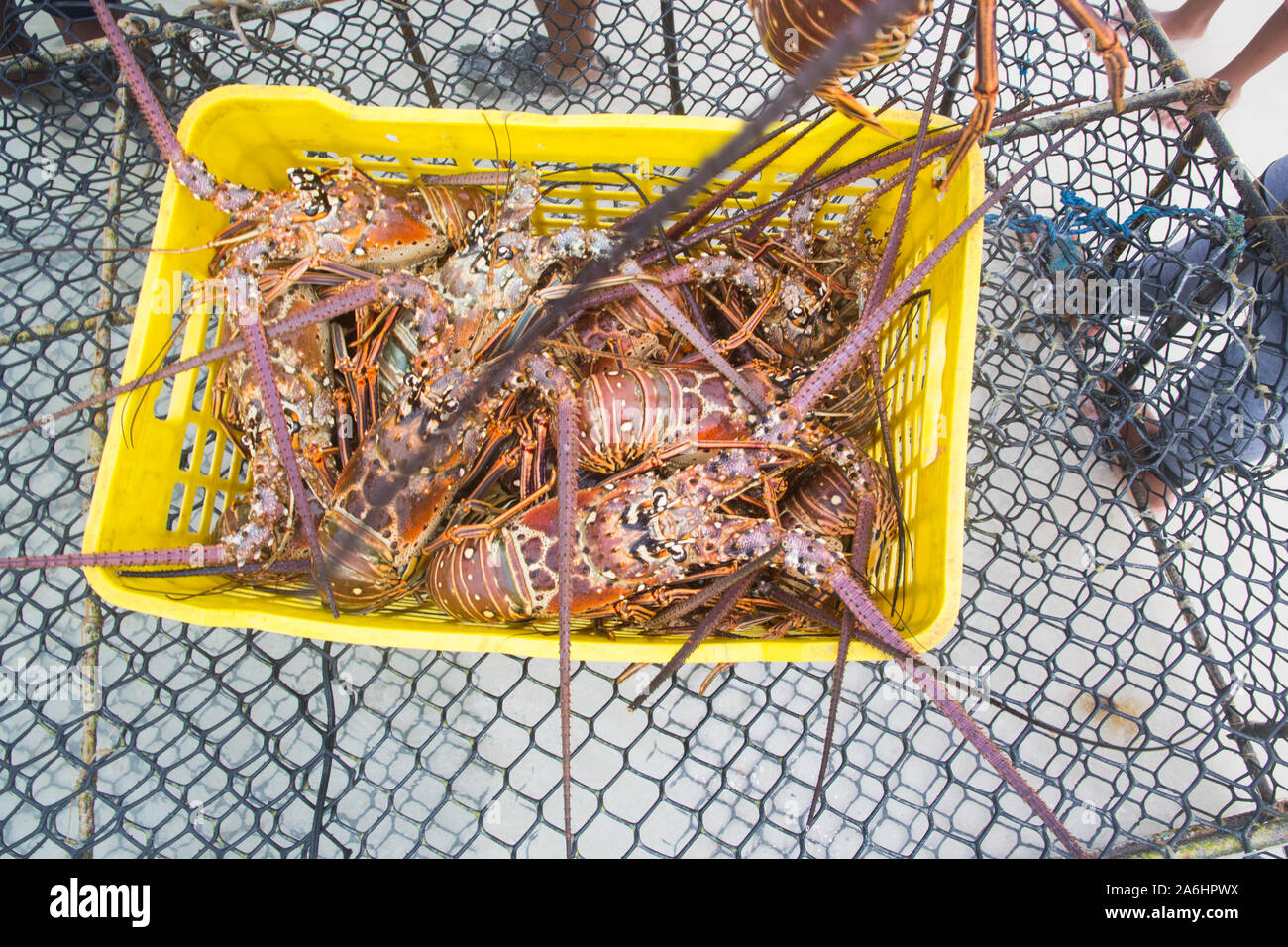 Saison de pêche au homard, langouste fraîchement pêché des Caraïbes pendant la saison régulière pour l'exploitation du homard LOS ROQUES AU VENEZUELA. Banque D'Images