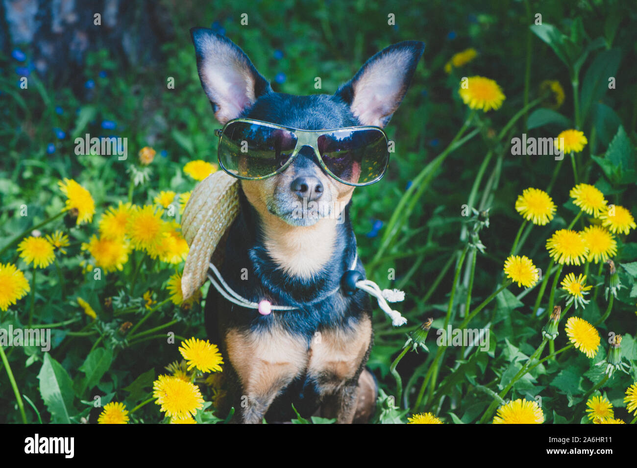 Chiot mignon, chien jaune printemps en couleurs sur un pré fleuri, portrait d'un chien. Thème printemps été Banque D'Images