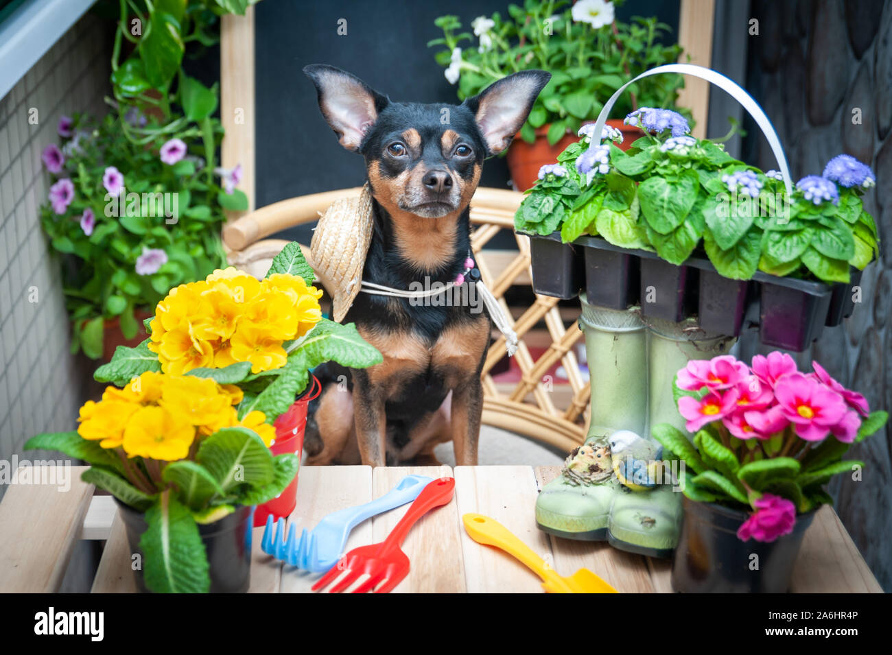 Pet Dog Helper, entourée de fleurs et d'outils de jardin, l'image d'un jardinier, fleuriste. Le concept de plantation du printemps Banque D'Images