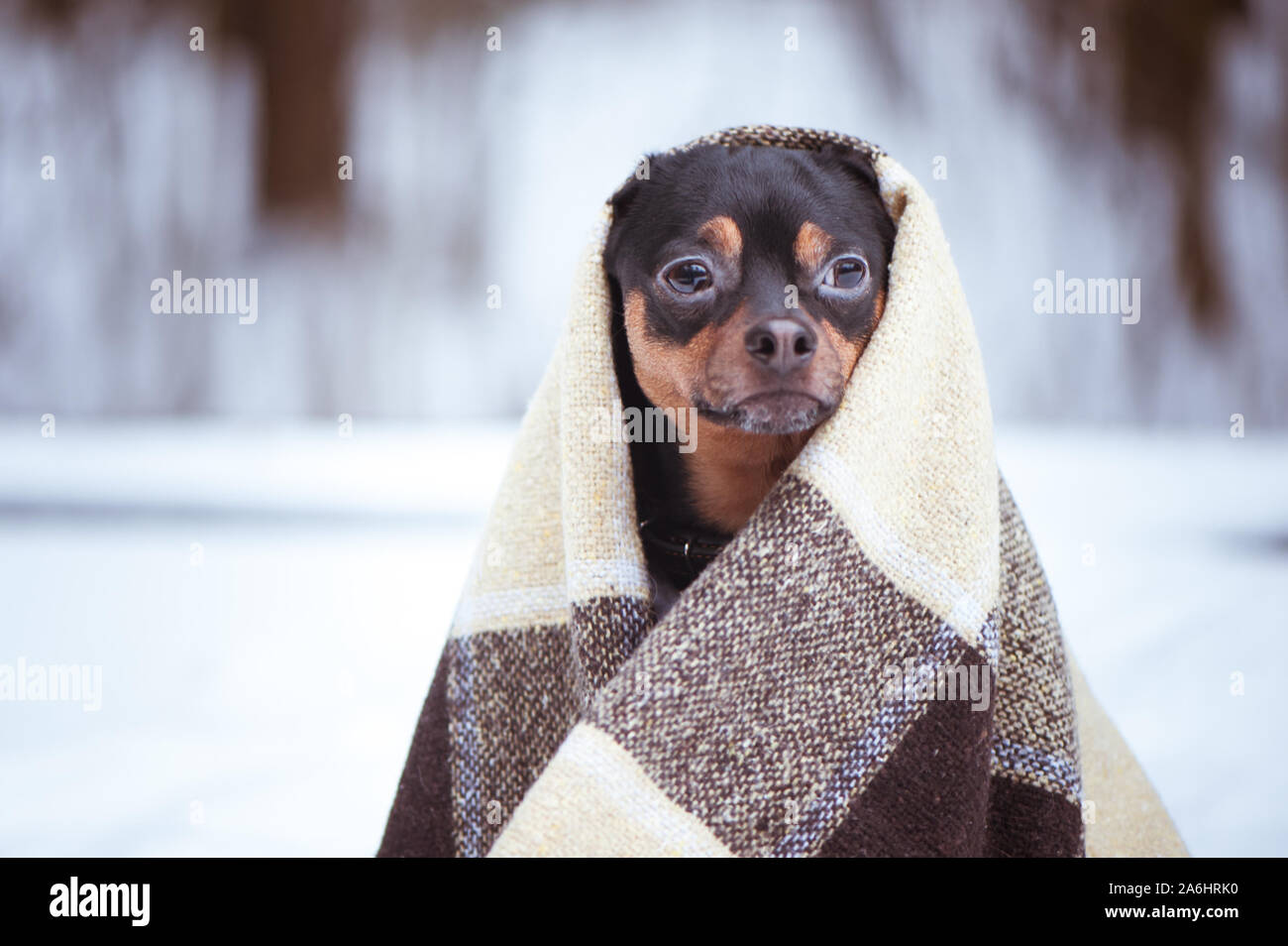 Un Chien Enveloppe Dans Un Plaid Dans Une Foret D Hiver Le Zen La Meditation Le Yoga La Jouissance De La Nature Et De L Hiver Photo Stock Alamy Un Chien Enveloppe Dans Un Plaid Dans Une Foret D Hiver Le Zen La Meditation Le Yoga La Jouissance De La Nature Et De L Hiver Photo Stock Alamy