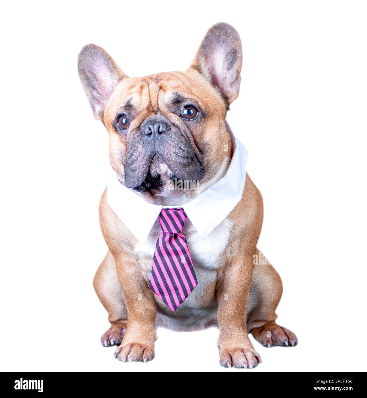 Un chien, un bouledogue français dans une cravate et un collier blanc.  L'éducation, la formation des chiens. Patron, manager. En blanc isolé Photo  Stock - Alamy