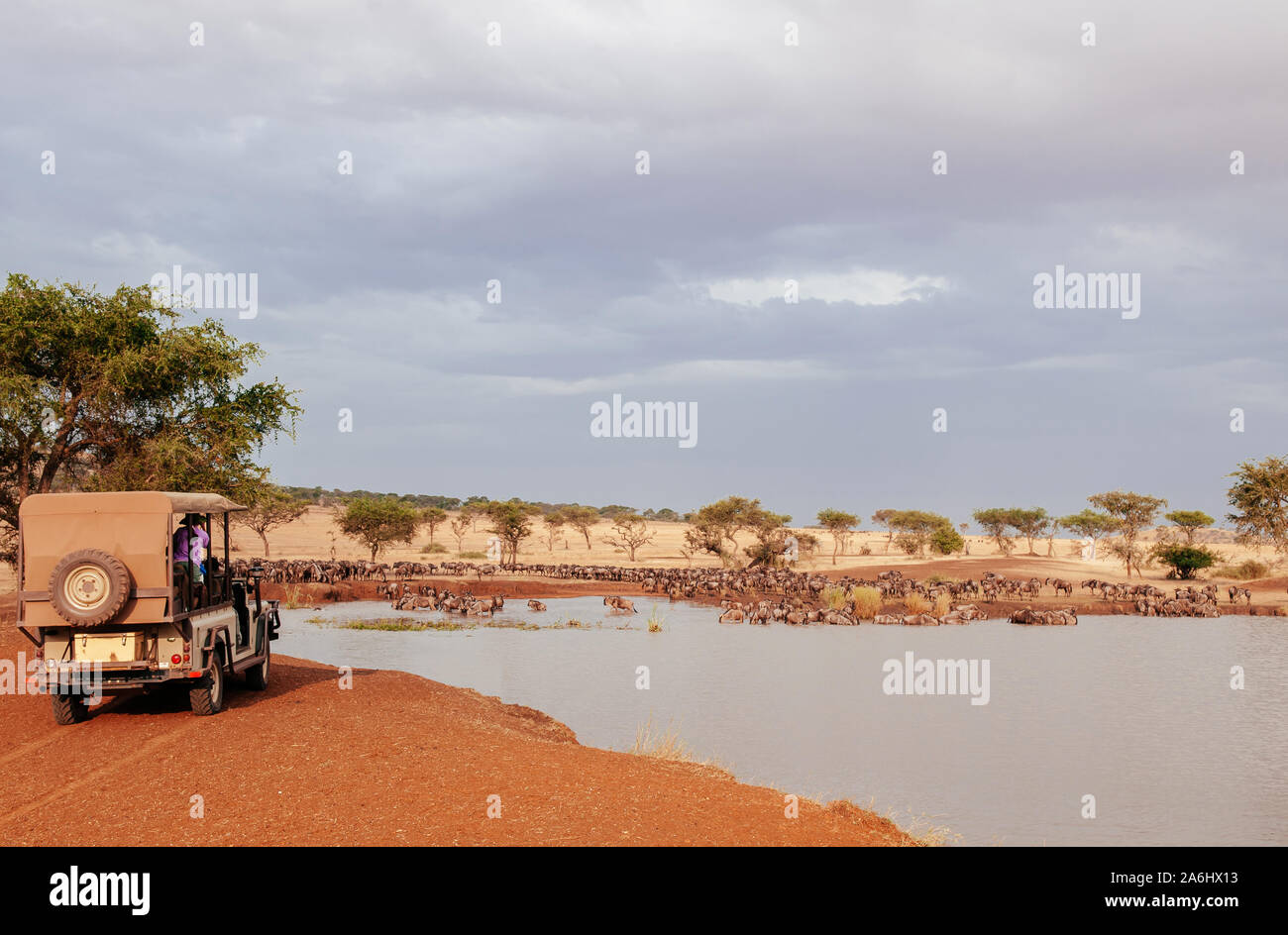 Tanzanie Afrique Safari Trip wildlife watch tour - Troupeau de gnous africains à golden grass meadow près de River of Serengeti Grumeti réserver Savanna f Banque D'Images