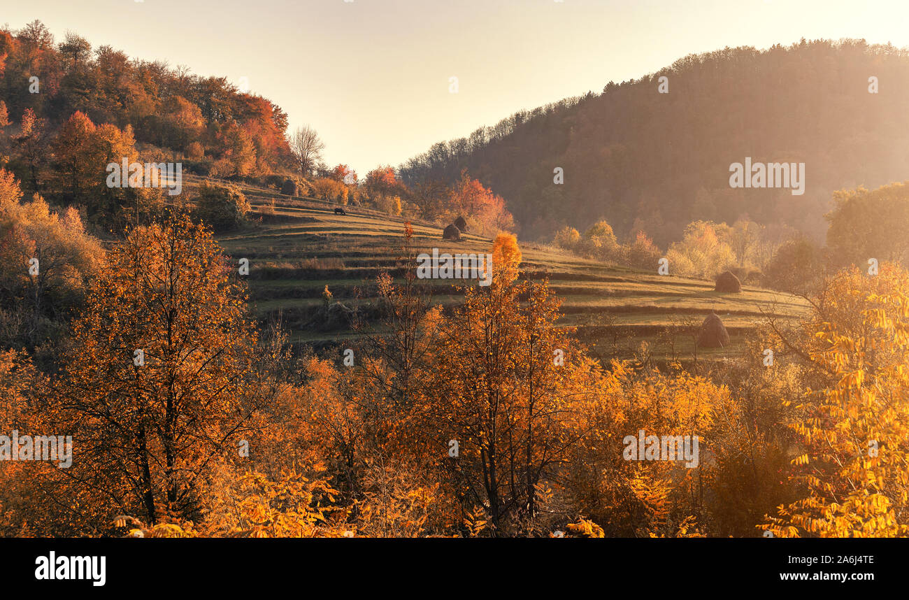 Orange et rouge magnifique forêt d'automne. Forêt d'automne, beaucoup d'arbres dans les collines d'orange orange, le chêne, le bouleau jaune, vert sapin, vallonné forêt d'automne. Banque D'Images