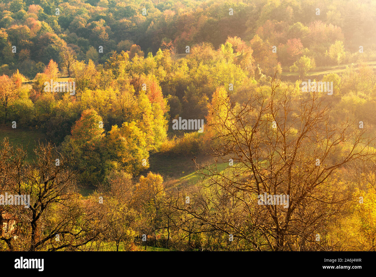Paysage d'automne. L'automne les feuilles des arbres. Feuilles rouge et orange Banque D'Images