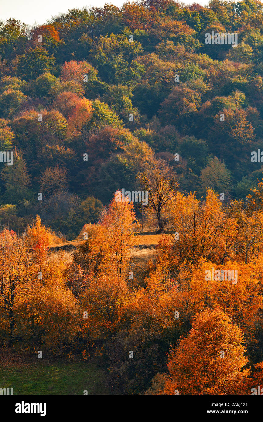 Paysage d'automne. L'automne les feuilles des arbres. Feuilles rouge et orange Banque D'Images