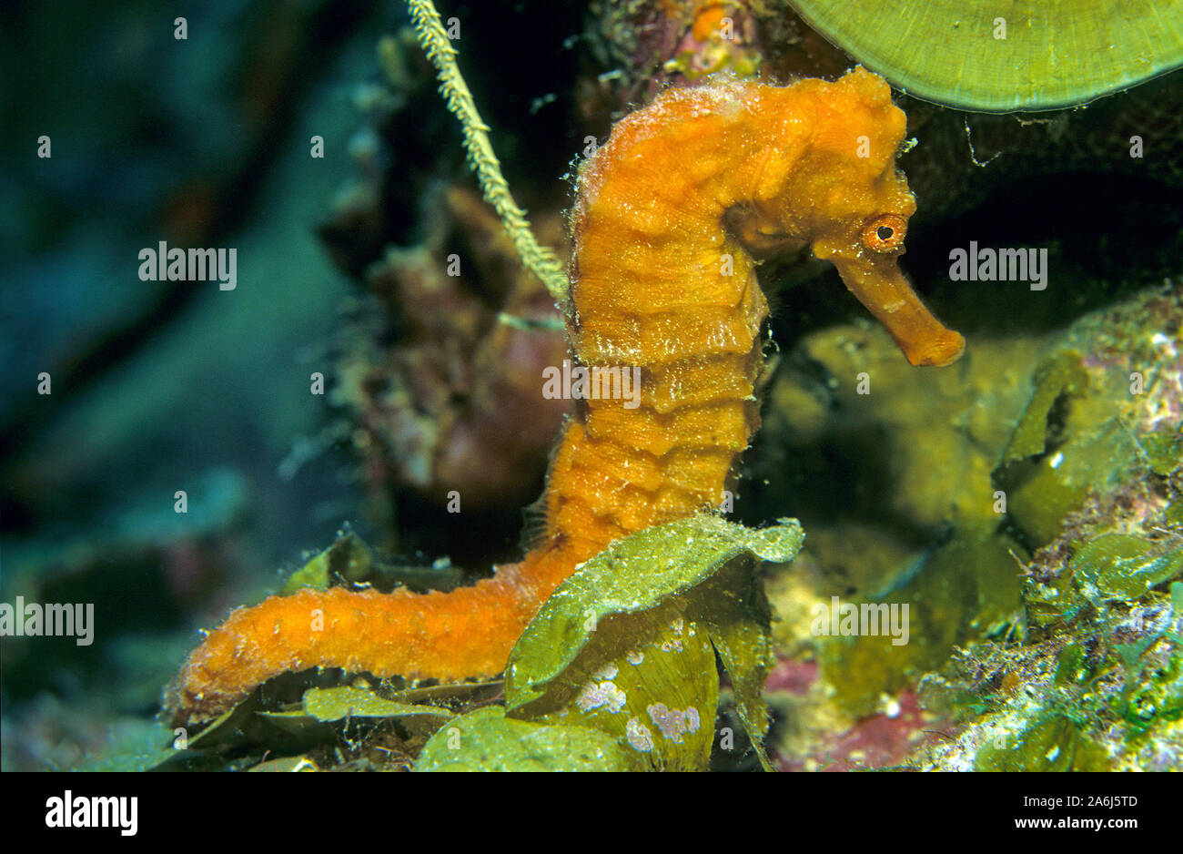 Le Seahorse (Hippocampus reidi), Bonaire, Antilles néerlandaises, Caraïbes Banque D'Images