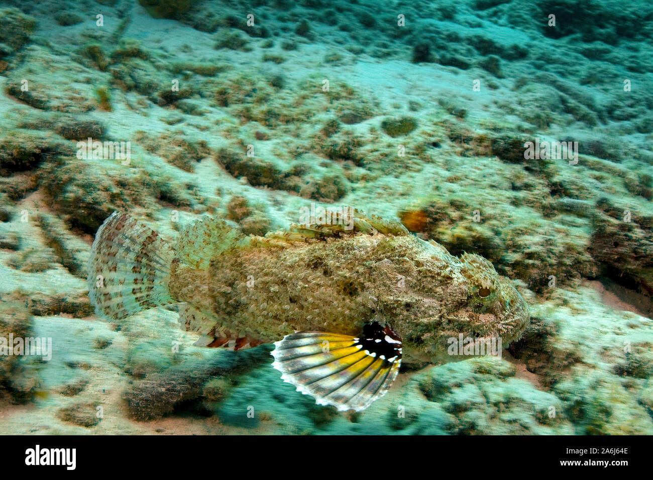 Spotted scorpionfish (Scorpaena plumieri), natation, Bonaire, Antilles néerlandaises Banque D'Images