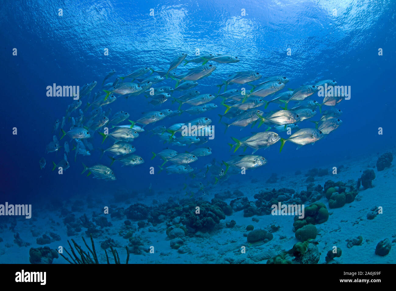 Horse-eye jacks (Caranx latus), scolarisation, Bonaire, Antilles néerlandaises Banque D'Images