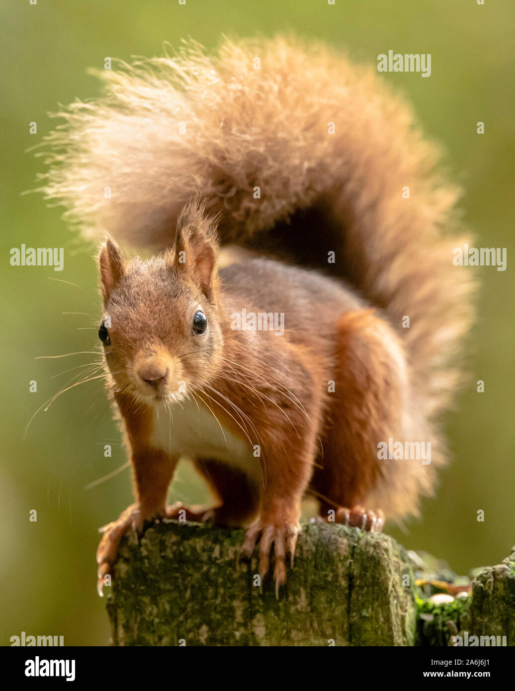 Un écureuil roux de fourrages pour l'alimentation de l'avant de l'hiver dans le Widdale Écureuil rouge réserver dans le Yorkshire du Nord, comme le Royaume-Uni l'écureuil roux des déclins de population. Banque D'Images