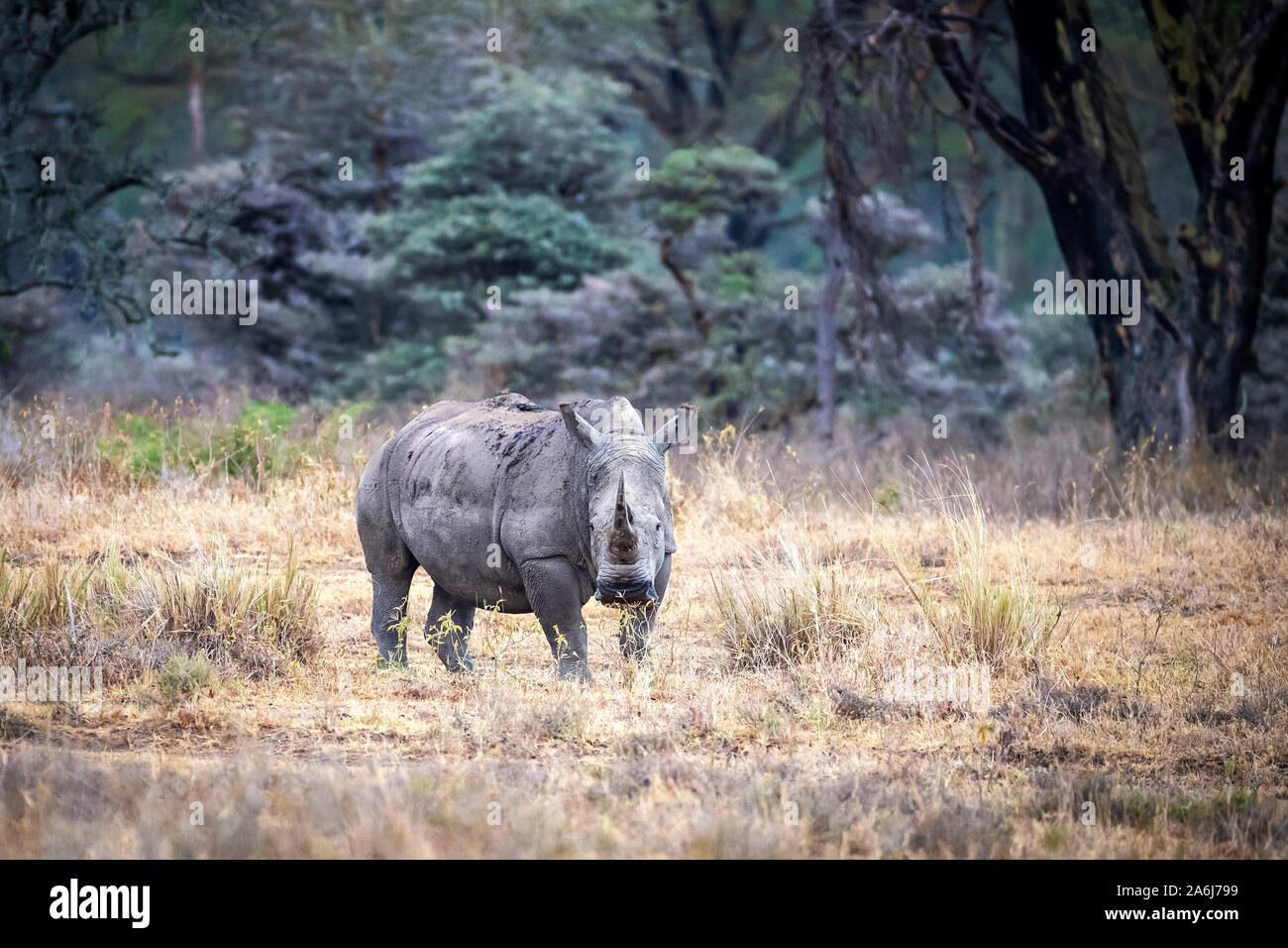 Rhinocéros blanc femelle adulte debout dans une clairière de la forêt de l'arbre de la fièvre Le lac Nakuru, au Kenya. Banque D'Images