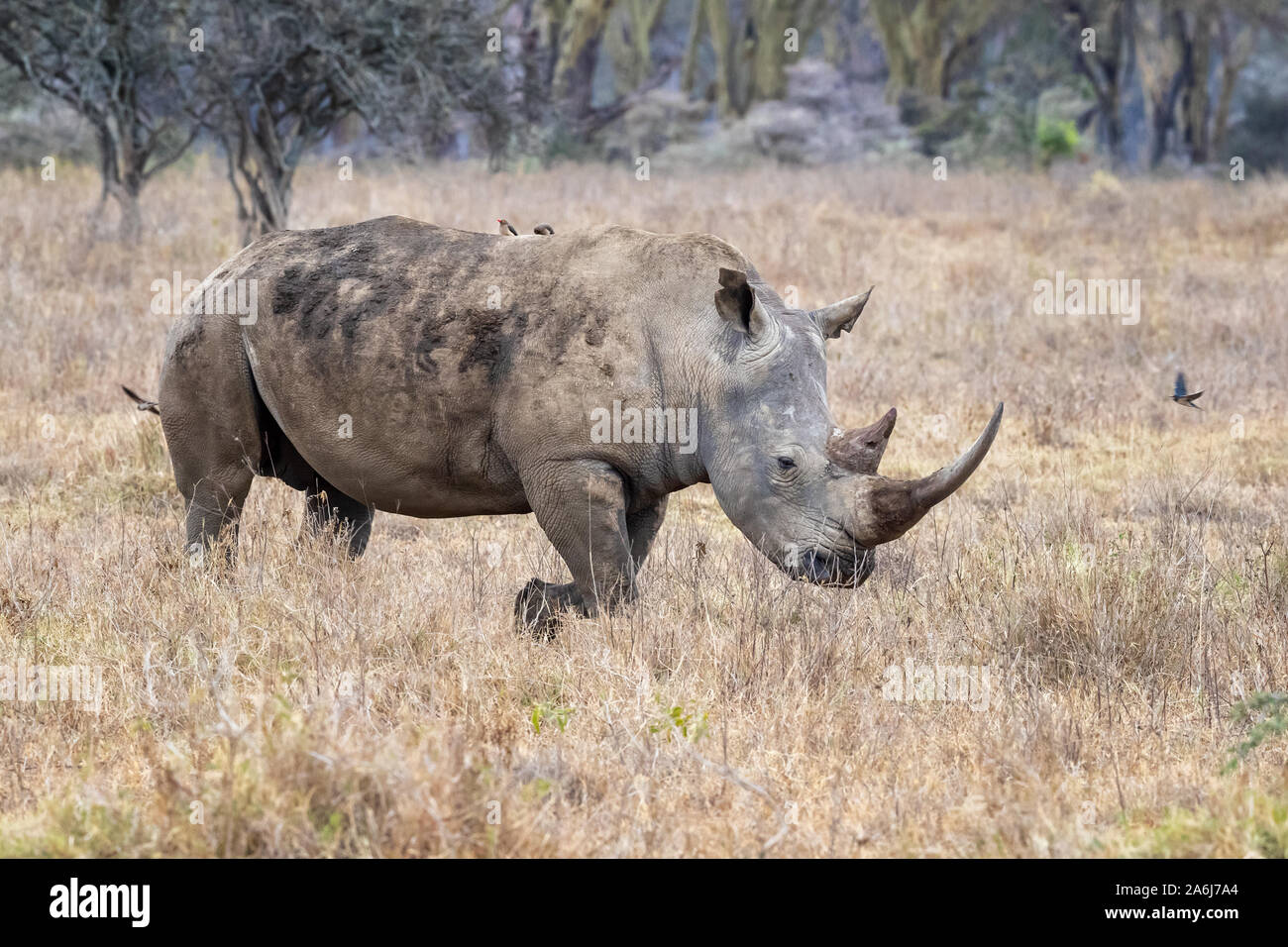 White Rhino femelle adulte dans la région de parc national du lac Nakuru, au Kenya. Vue de côté de la place de marche-lipped rhinonceros avec oiseaux oxpecker autour d'elle. Banque D'Images