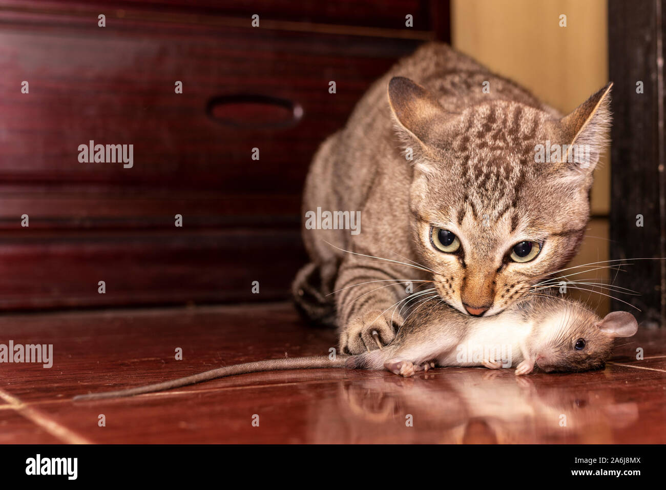 Une chasse chat gingembre une souris. Chat domestique exerçant son petit rongeur rat dans chambre. Close up ginger cat attraper une souris. Banque D'Images