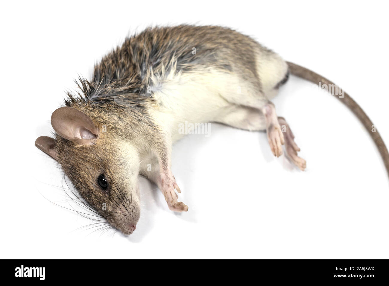 Mourir de rat isolé sur fond blanc. mort souris portant sur une table. Banque D'Images