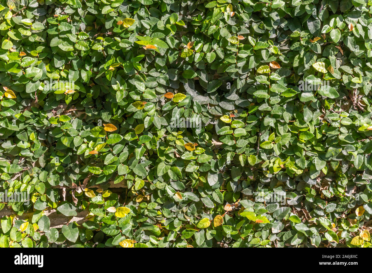 Feuille verte naturelle wall background. Petites feuilles vertes sur le mur de la texture pour toile de design. Banque D'Images