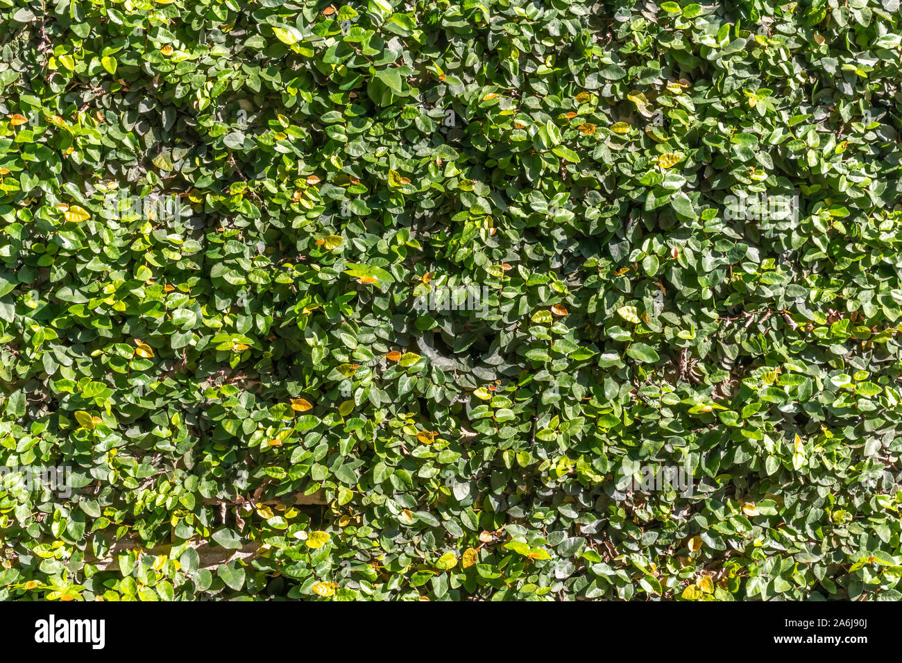 Feuille verte naturelle wall background. Petites feuilles vertes sur le mur de la texture pour toile de design. Banque D'Images