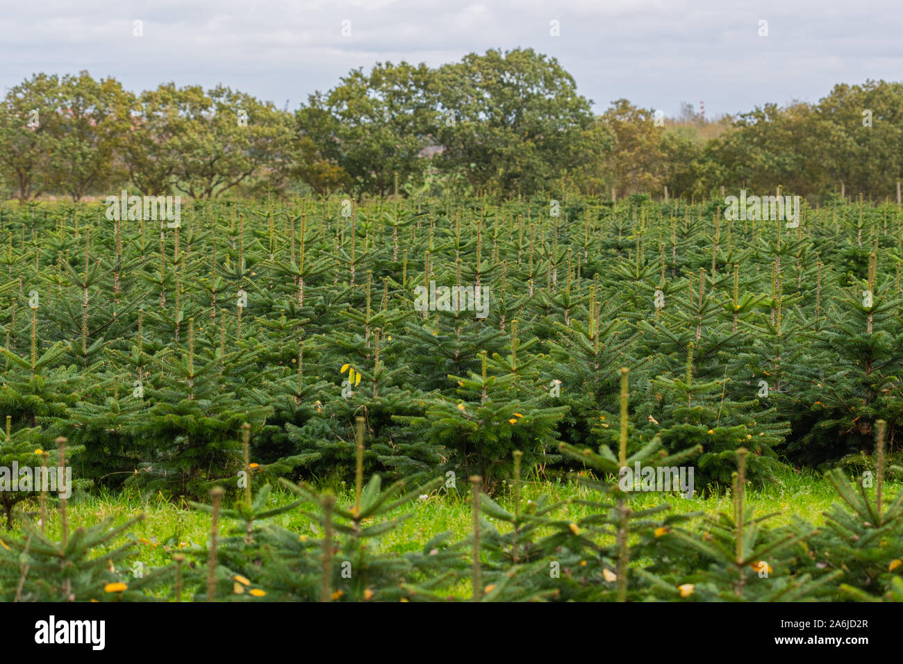 Les arbres de Noël l'avenir augmenter la ligne après ligne alors que l'automne est en pleine floraison Banque D'Images