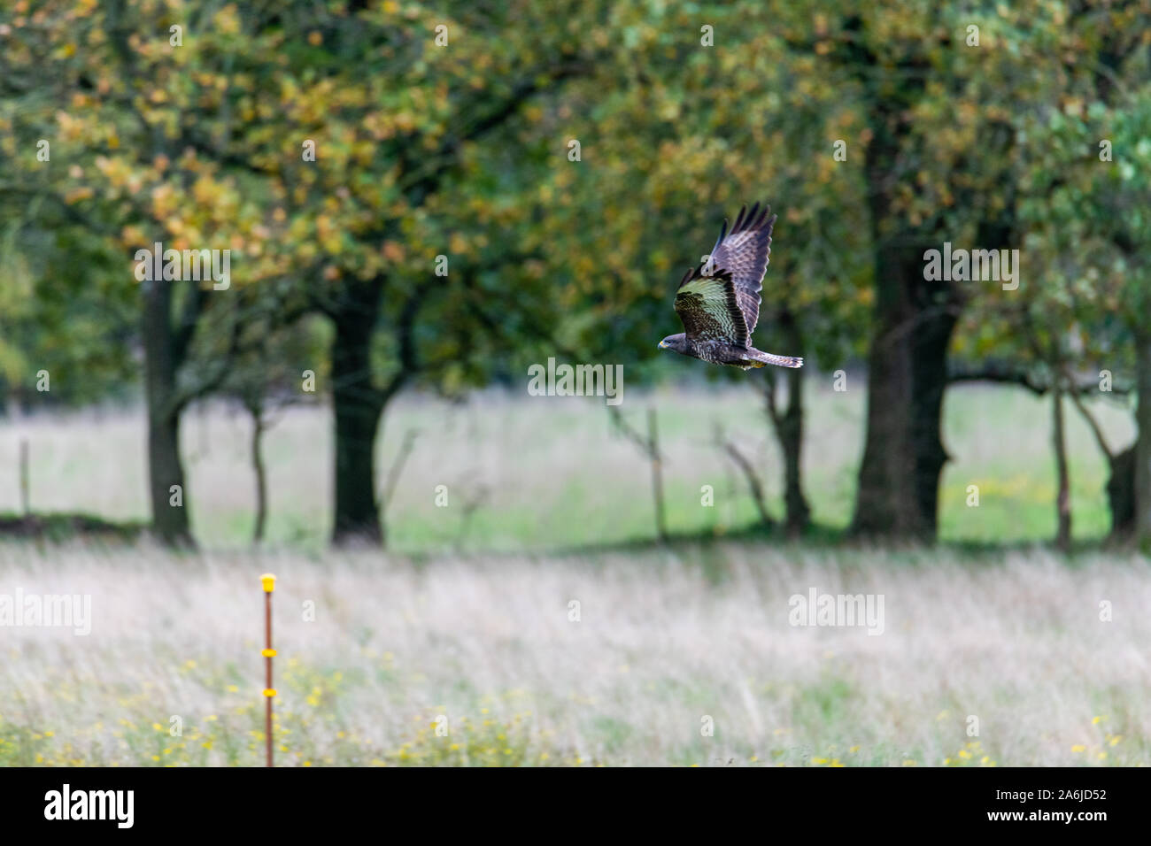 Oiseau Qui Vole Vite Photos Oiseau Qui Vole Vite Images