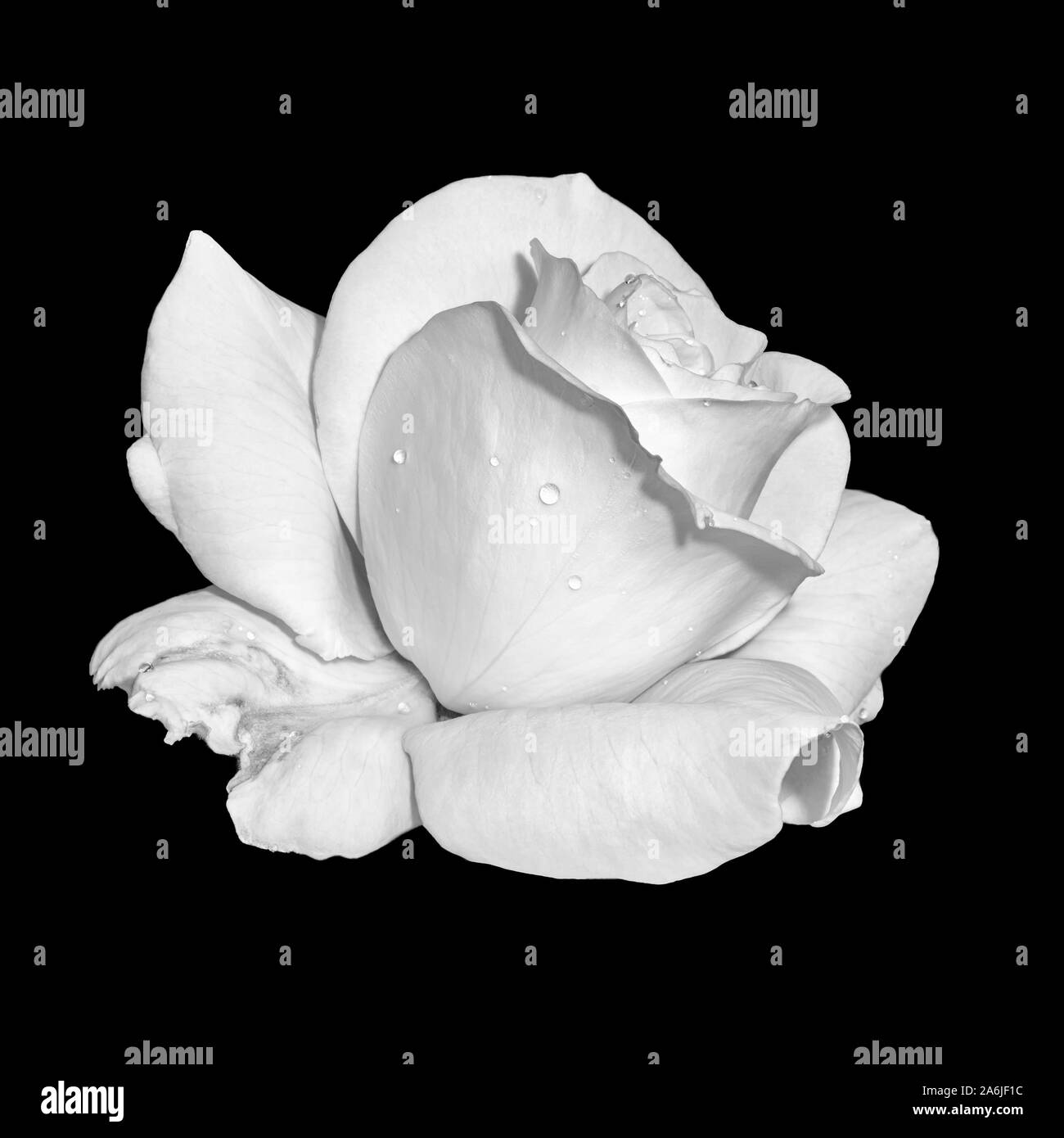 Macro fleur rose blanc monochrome avec gouttes de pluie,fond noir, fine art still life close-up d'une seule fleur avec texture détaillée Banque D'Images
