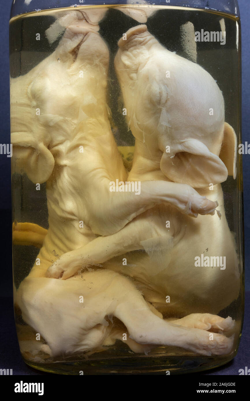 Une paire de frères siamois les porcelets dans un grand bol en verre de type conteneur, Londres, Royaume-Uni. Banque D'Images