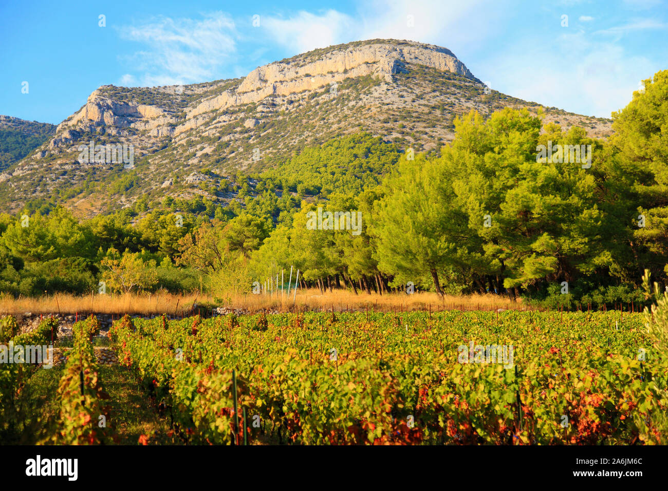 La Croatie, Brac, Bol, vigne, forêt, montagne, paysage, Banque D'Images