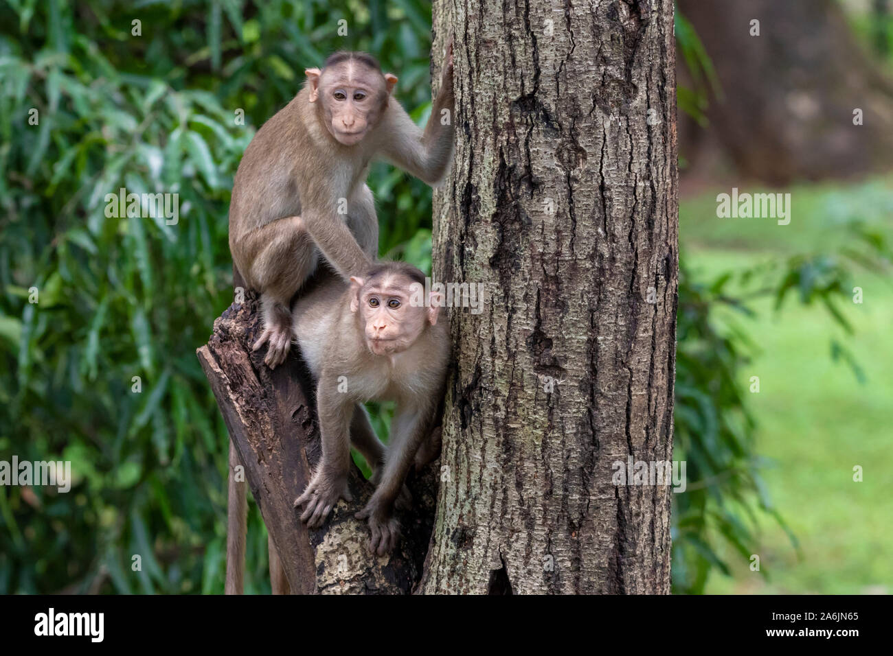Singe En Arbre Singe Banque d’image et photos - Alamy