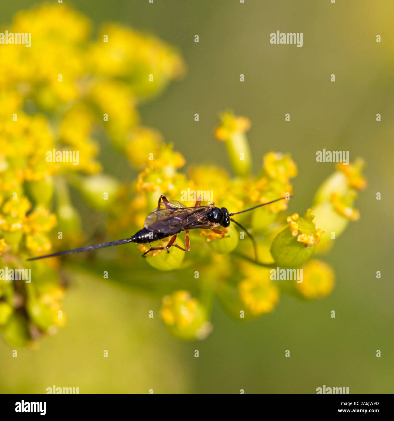 Un Bois wasp, Gloucestershire, Angleterre, Royaume-Uni. Banque D'Images