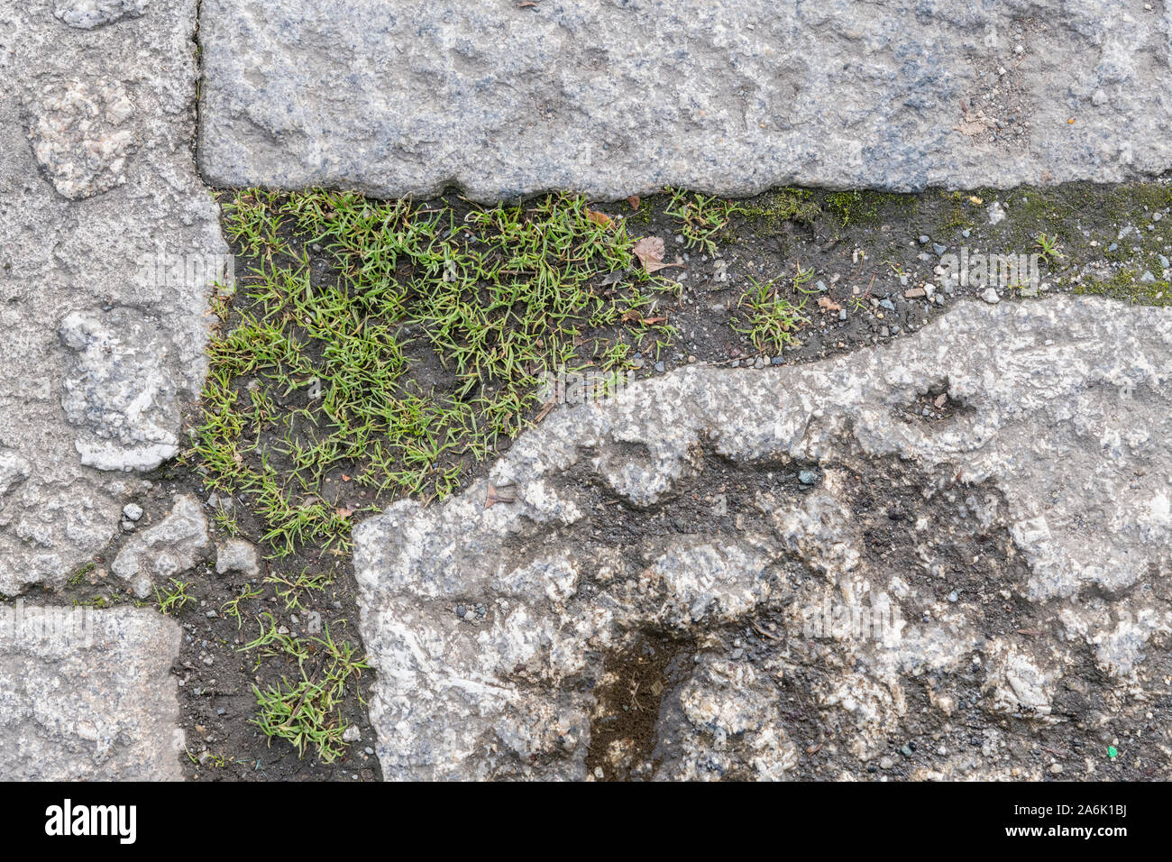 Plant plants de mauvaises herbes qui poussent à travers les fissures dans le pavage en pierre. Par métaphore, lorgnant les mauvaises herbes communes isolées, les mauvaises herbes et plantes. Banque D'Images