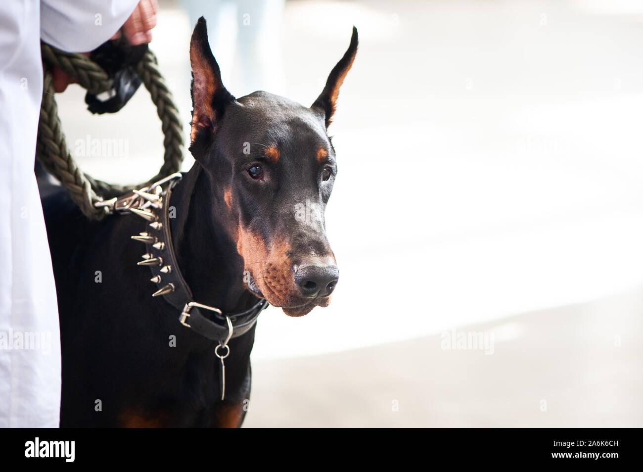 Exposition de chiens, Doberman avec le propriétaire, l'espace pour le texte Banque D'Images