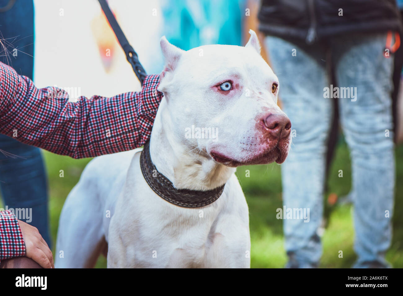 Pitbull blanc avec les yeux de différentes couleurs, exposition de chiens, terrier du chien avec les propriétaires Banque D'Images