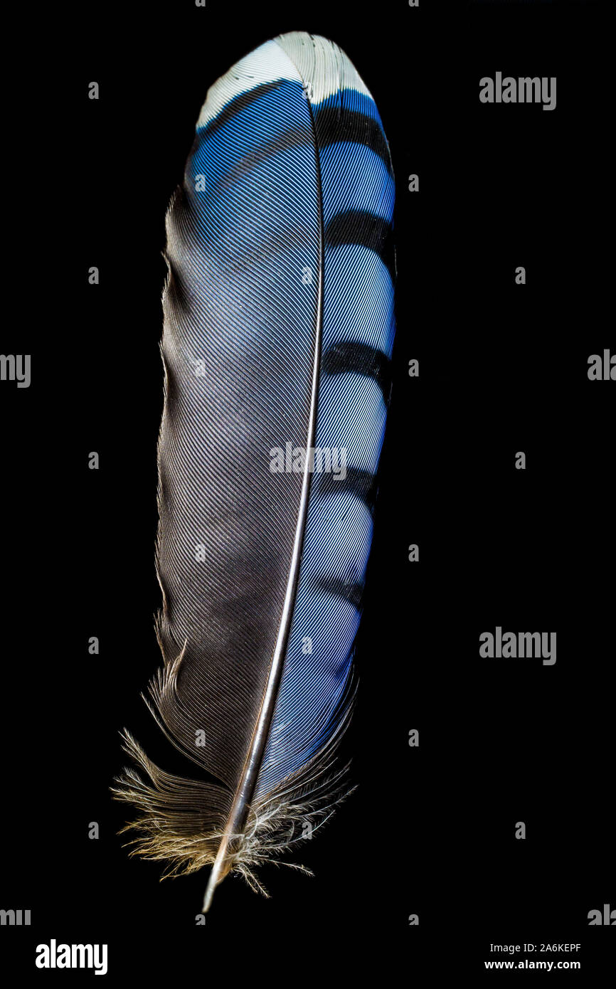 Blue Jay Feather Sur Fond Noir C Est Un Passereau De La Famille Des Corvides Originaire D Amerique Du Nord Photo Stock Alamy Blue Jay Feather Sur Fond Noir C Est Un Passereau De La Famille Des Corvides Originaire D Amerique Du Nord Photo Stock Alamy