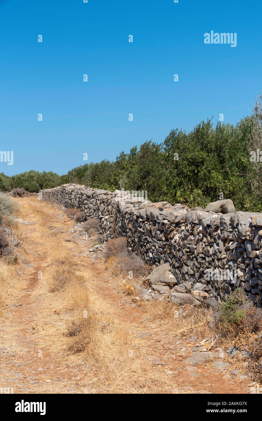 Kato Seles, nord de la Crète, Grèce. Octobre 2019. Oliviers de plus en plus fréquent dans les murs de l'ironstone près de Seles dans le Nord de la Crète Banque D'Images