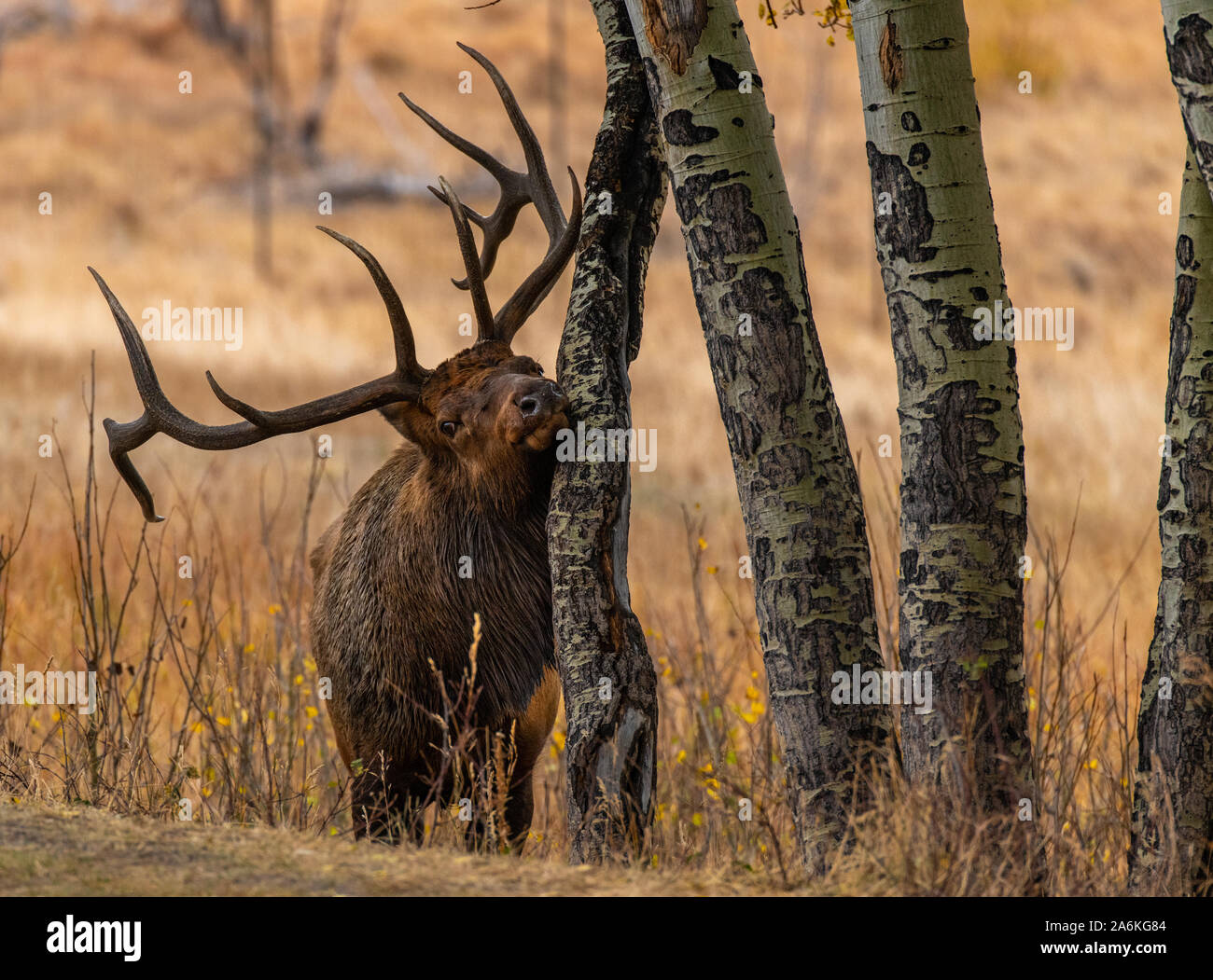 Grand Bull Elk en Californie frottant sur un arbre tremble Banque D'Images