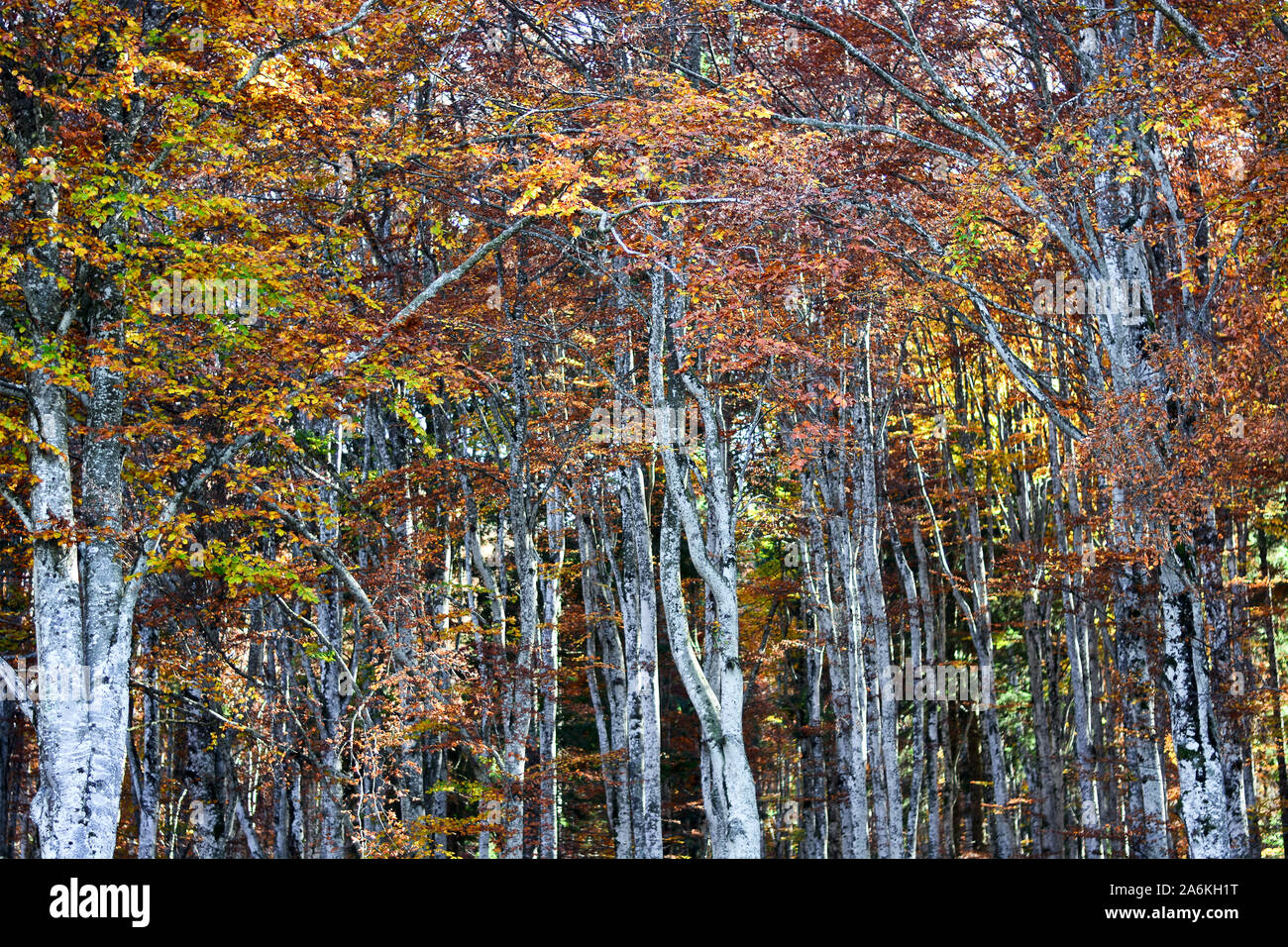 Le spectacle de la forêt avec les couleurs de l'automne Banque D'Images