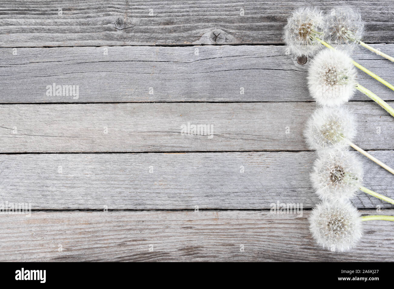 Graines de pissenlit et sec sur une table en bois Banque D'Images