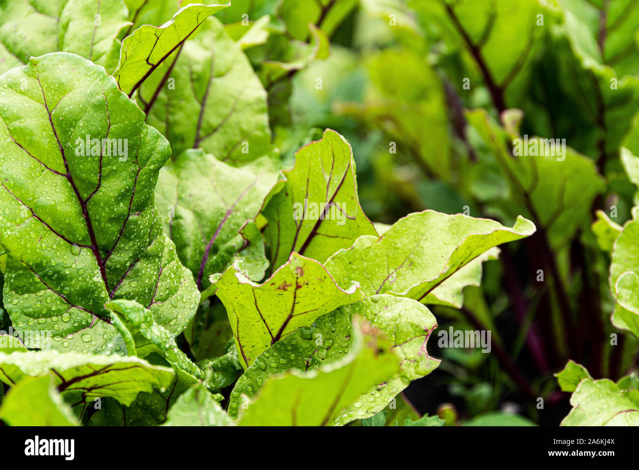 Les feuilles de betterave dans le jardin. Betteraves en croissant pour le jardin alimentation saine, menu végétarien. Banque D'Images