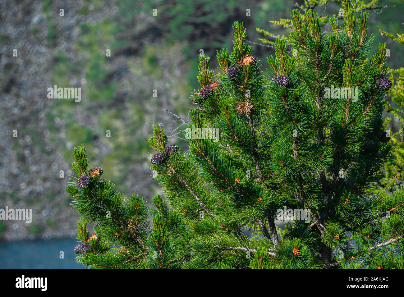 Le livre vert sur les cônes de cèdre. Les plantes et leurs graines de conifères Banque D'Images