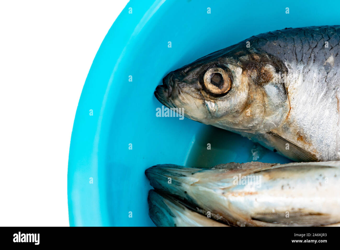 Le poisson congelé dans un bassin bleu sur fond blanc. Selective focus sur  l'avant de la tête de poisson Photo Stock - Alamy