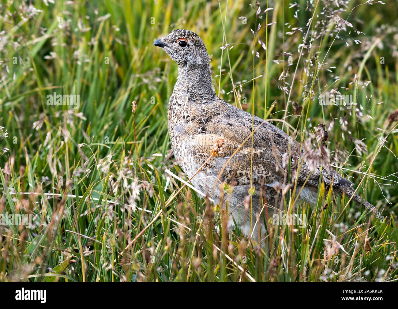 Un jeune Lagopède à queue blanche poussin dans une prairie de montagne Banque D'Images