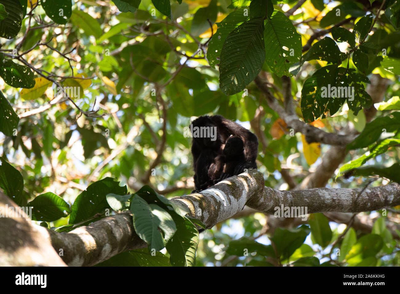 Un singe hurleur Mère avec enfant dans la Jungle Canopy Banque D'Images