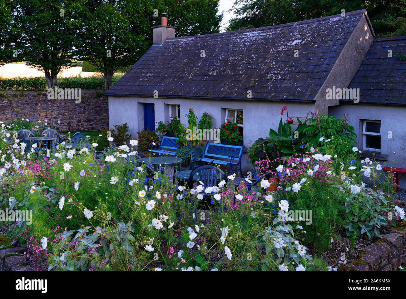 cosmos,fleur,blanc,rose,fleurs,affichage,literie,plante,plantes,jardin de chalet,,RM Floral Banque D'Images